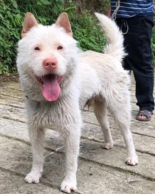 澳门6合开奖结果和中国下司犬外网爆火与中国下司犬介绍
