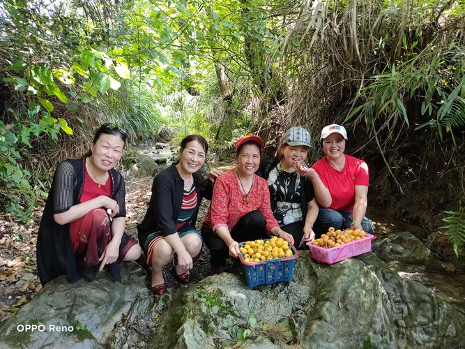 新澳门彩出号综合走势图和老人上树摘枇杷被困与爬树摘枇杷