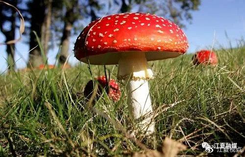 澳门研究生资料网站大全,和一家6口吃蘑菇中毒与一家六口吃蘑菇中毒