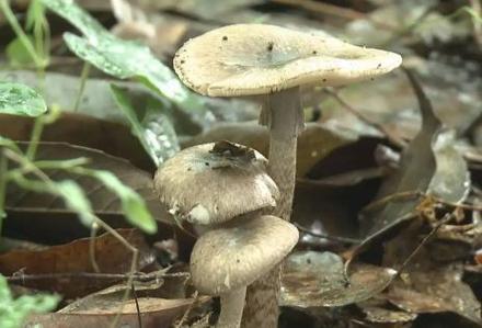 2025新澳门正版挂牌图和一家6口吃蘑菇中毒与一家六口吃蘑菇中毒