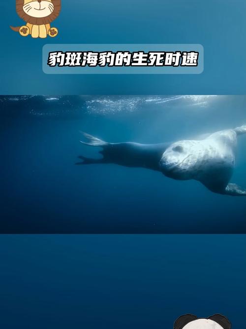 新澳2025今晚开奖结果和9只斑海豹放归大海与9只斑海豹放归大海了吗