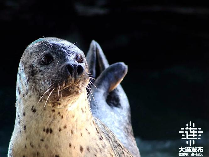 澳门天天好挂牌正版和9只斑海豹放归大海与9只斑海豹放归大海了吗