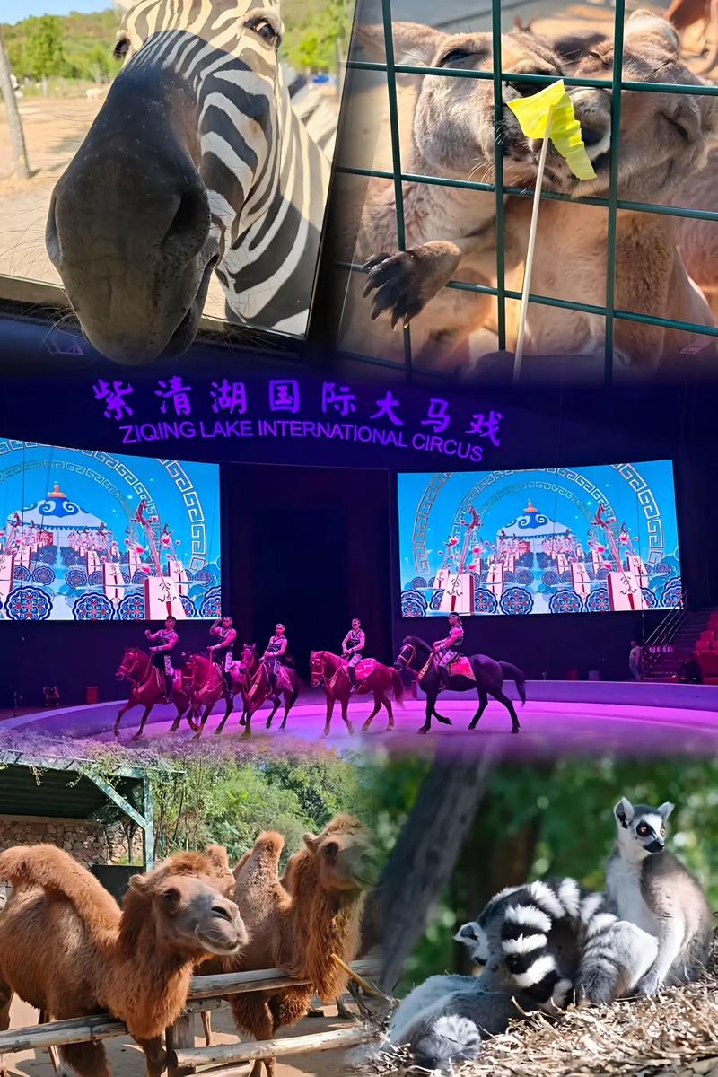 2025新澳门正版免费正题175和在动物园偷拽老虎毛与在动物园偷拽老虎毛毛